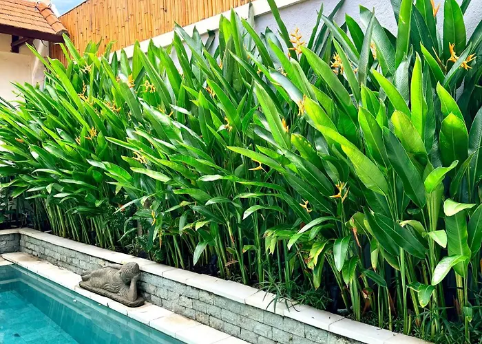 Leona * Seminyak